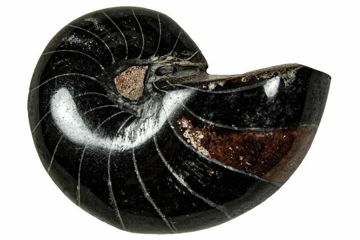 Polished Fossil Nautilus (Cymatoceras) - Unusual Black Color! #329215